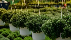 खेती को बनाएं कमाई का उद्योग, नर्सरी योजना के तहत मिल रही 50 प्रतिशत सब्सिडी.. ऐसे उठाएं लाभ खेती को बनाएं कमाई का उद्योग, नर्सरी योजना के तहत मिल रही 50 प्रतिशत सब्सिडी.. ऐसे उठाएं लाभ