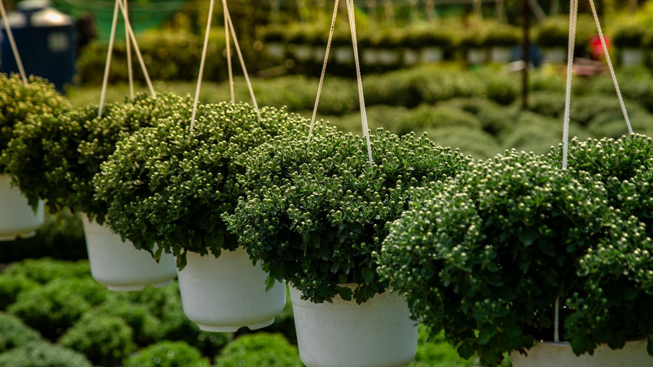 Make Farming Profitable Industry Avail 50 Percentage Subsidy Under Nursery Scheme