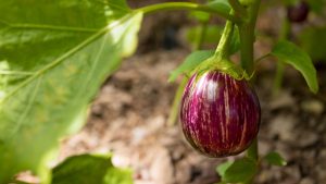 बैंगन की खेती करने वाले किसान जान लें ये जरूरी उपाय, कीट और रोग नहीं करेंगे फसल खराब बैंगन की खेती करने वाले किसान जान लें ये जरूरी उपाय, कीट और रोग नहीं करेंगे फसल खराब