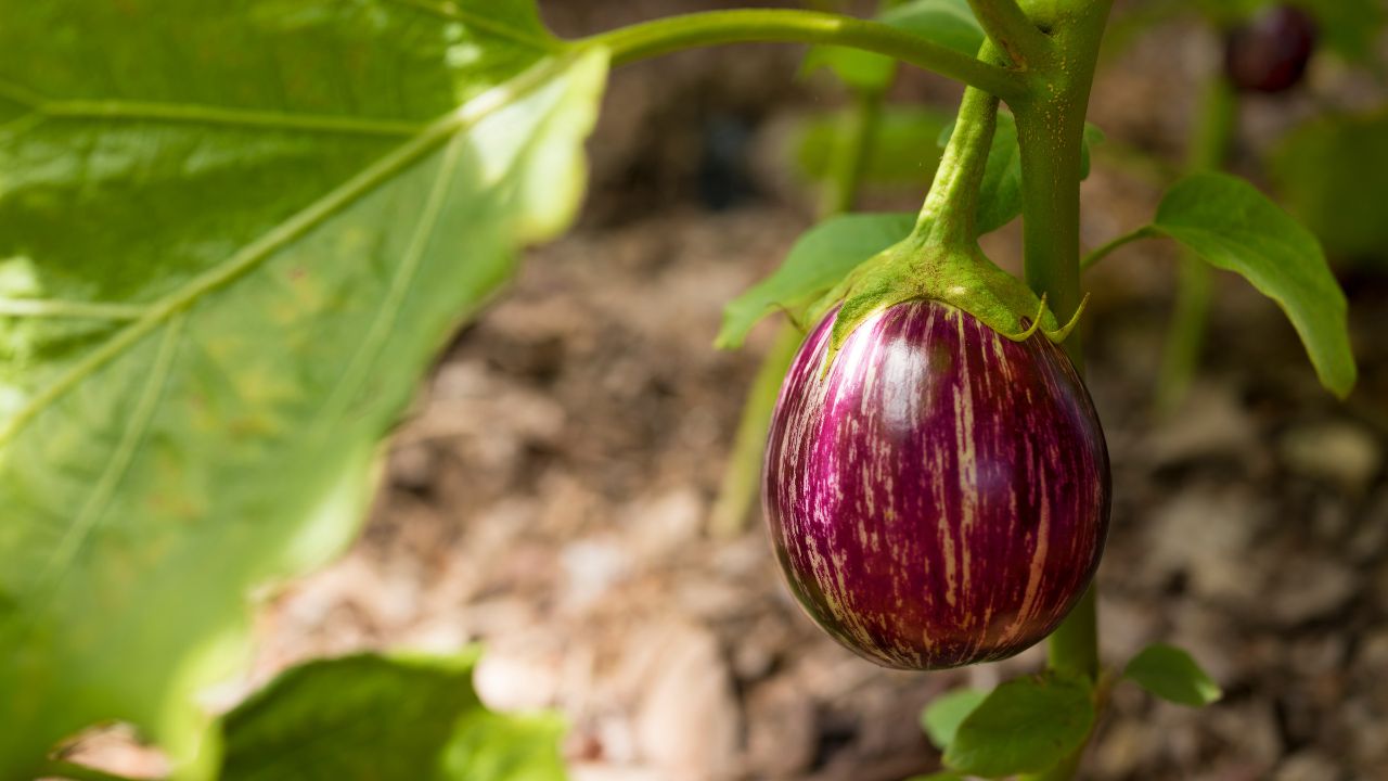 बैंगन की खेती करने वाले किसान जान लें ये जरूरी उपाय, कीट और रोग नहीं करेंगे फसल खराब
