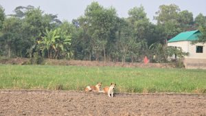 आवारा पशुओं से फसल बचाने का आसान देसी तरीका, मेड़ के पास नहीं आएंगे छुट्टा जानवर