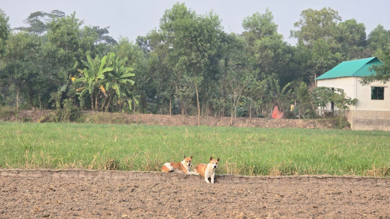 आवारा पशुओं से फसल बचाने का आसान देसी तरीका, मेड़ के पास नहीं आएंगे छुट्टा जानवर