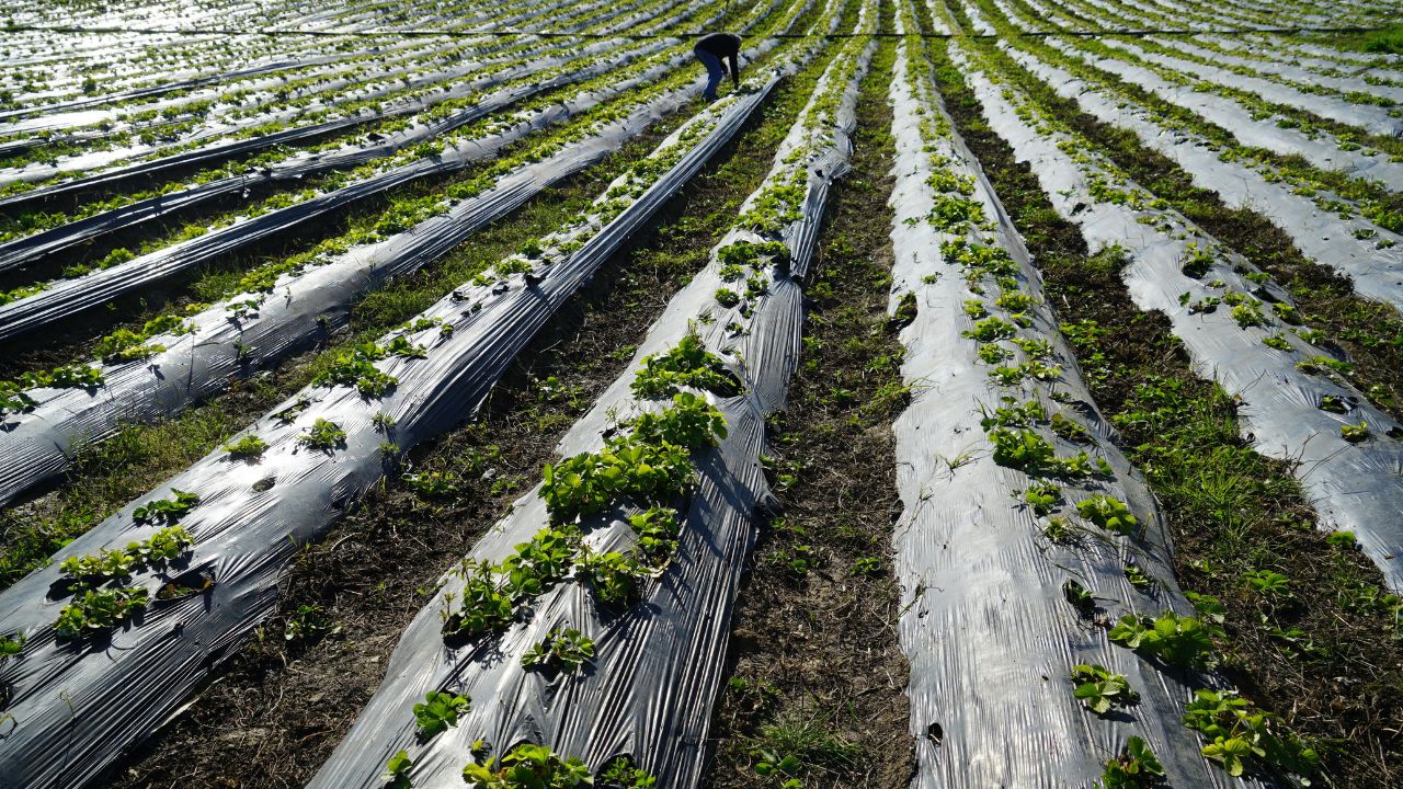 Farmers Plan Their Farming February And Increase Their Income Choosing Right Crops