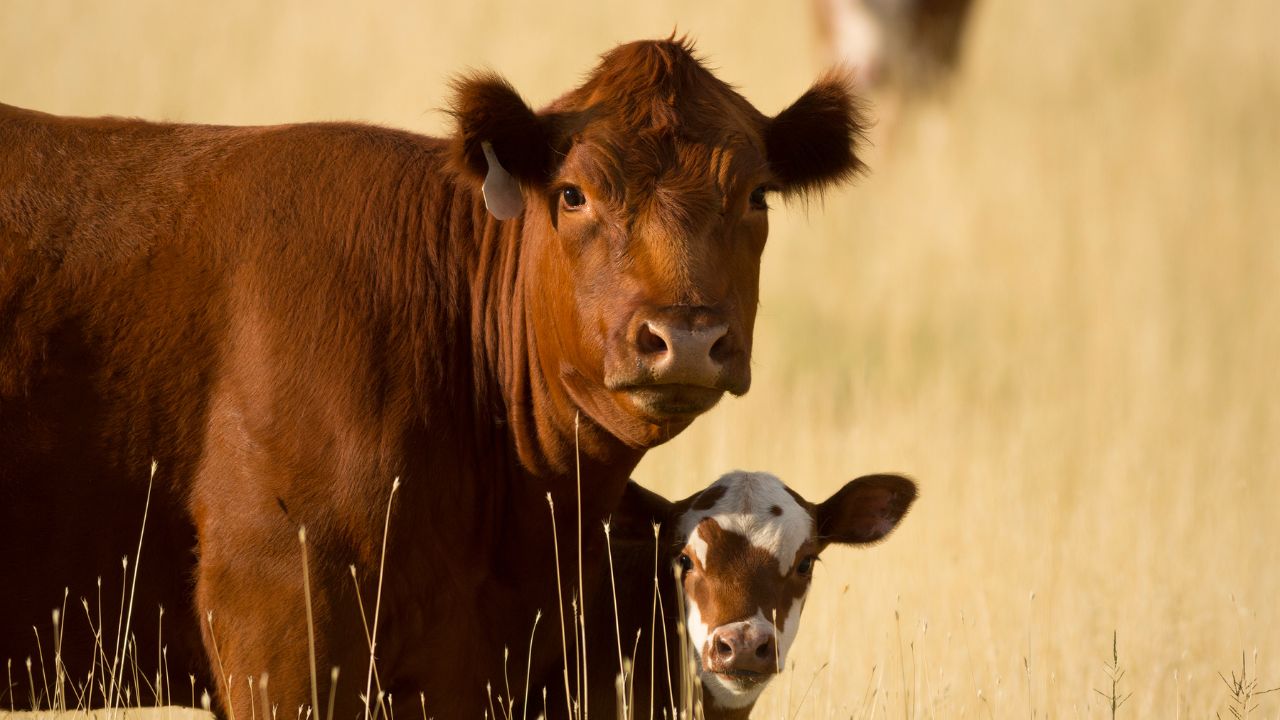 If Animals Not Get Balanced Diet Serious Diseases May Increase Livestock Farmers Cautious From Now On