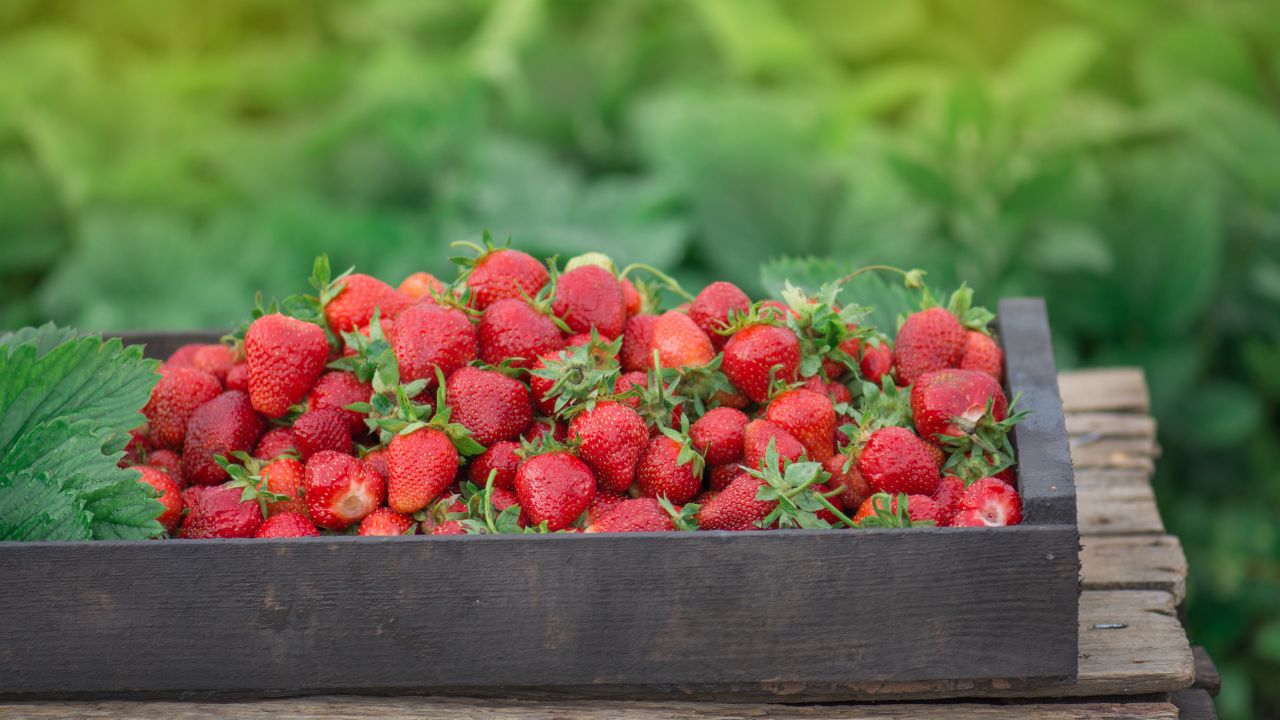 Eliminate Problem Small Fruits Strawberry Cultivation Get More Profits With Right Variety And Nutrition