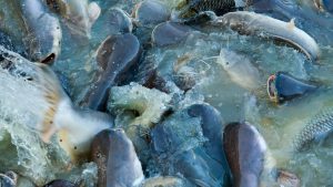 मछली पालन में बढ़ाना है उत्पादन और मुनाफा, जानिए संतुलित आहार बनाने का आसान तरीका