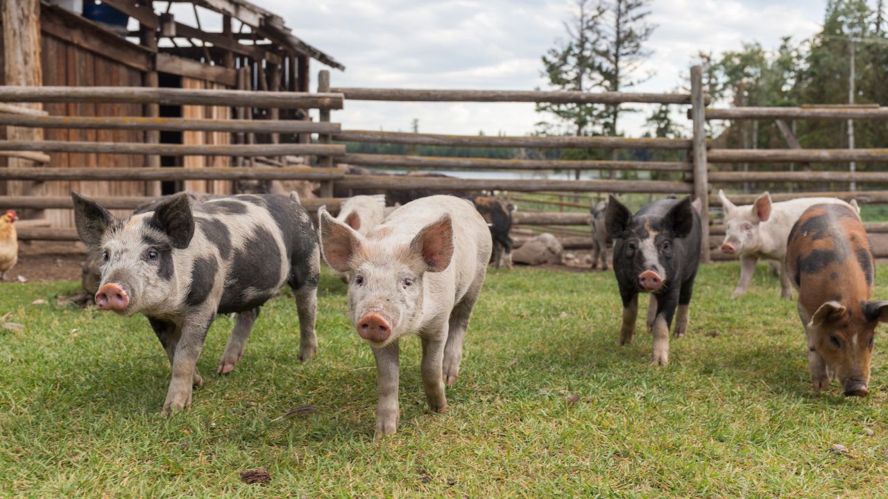 Animal Husbandry Bihar Receive New Boost With Goat Pig And Dairy Farming Set Farmers Income