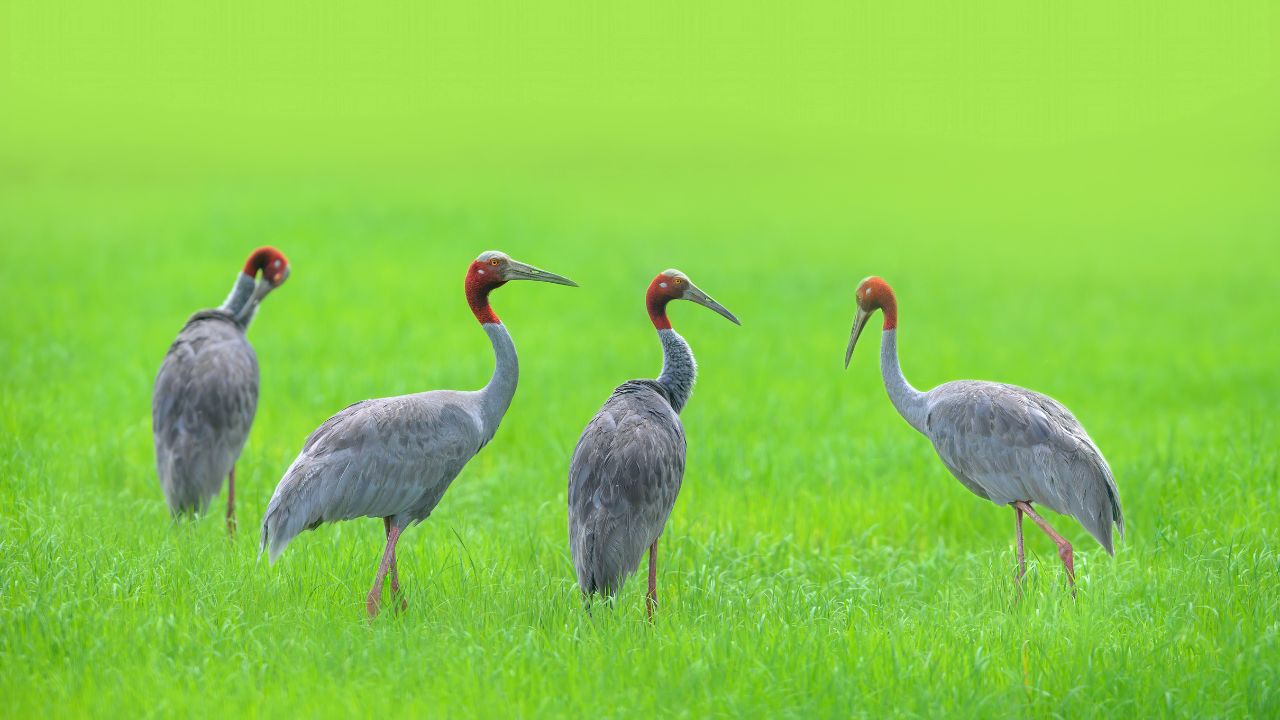 Number Cranes Increased Winter Census Uttar Pradesh Hard Work Forest Department And People Paid Off