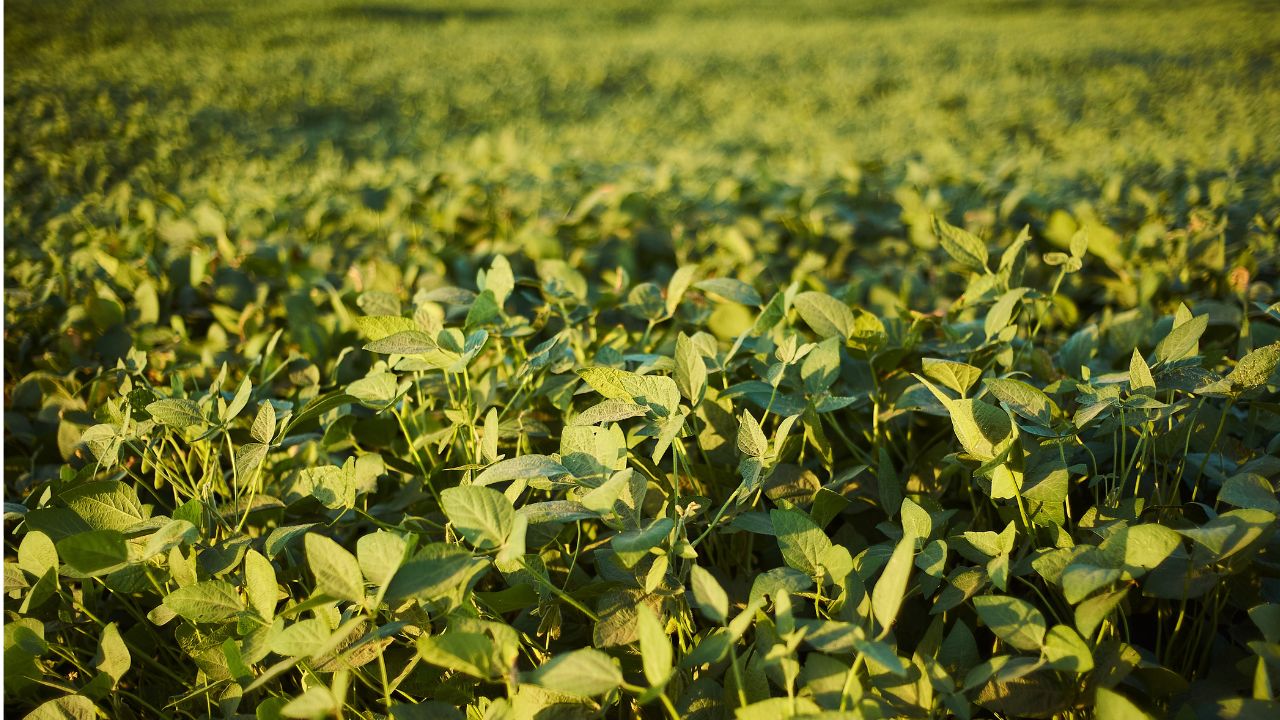 गेहूं कटाई के बाद किसान उड़द की इन 5 टॉप किस्मों की करें बुवाई, 75 दिन में तैयार हो जाएगी फसल