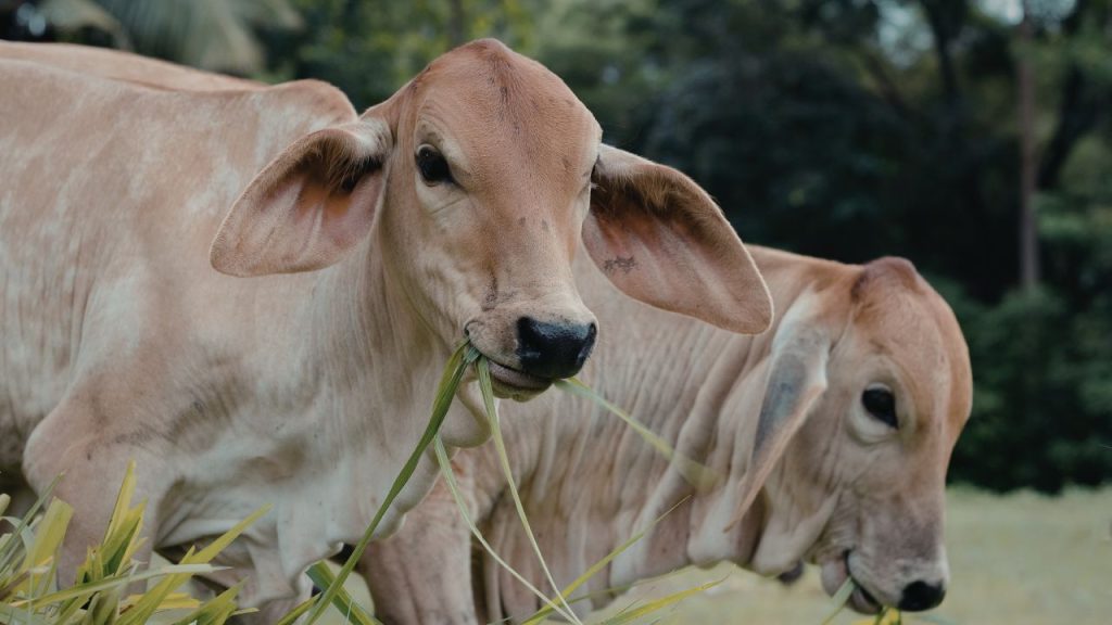वित्त मंत्री ने बताया कि पशुधन क्षेत्र कृषि आय में लगभग 16 प्रतिशत का योगदान देता है. खास बात यह है कि इससे गरीब और सीमांत परिवारों को नियमित रोजगार और आय मिलती है.