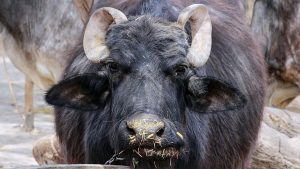 Buffalo Farming: गर्मी में 15% तक घट सकता है भैंस का दूध! अभी कर लें ये इंतजाम नहीं तो होगा नुकसान