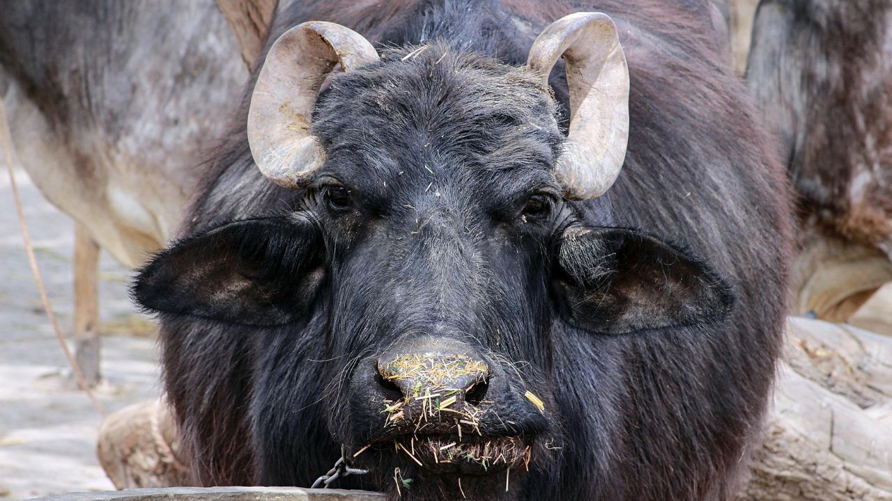 Buffalo Milk Production Decrease In Summer Heat Stress Care Tips Animal Husbandry Guide Hindi