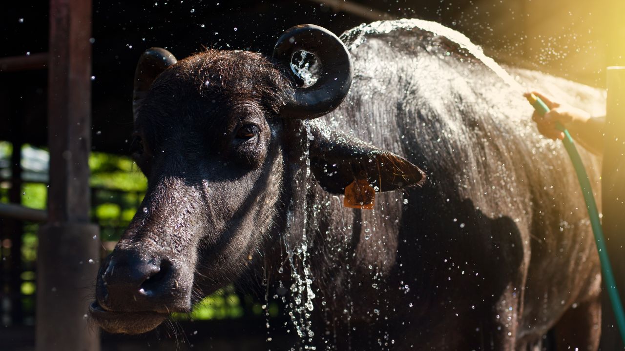 Dairy Farming Tips Summer Healthcare Tips For Buffalo To Increase Milk Production Bhains Ka Doodh Utpadan Kaise Badhaye