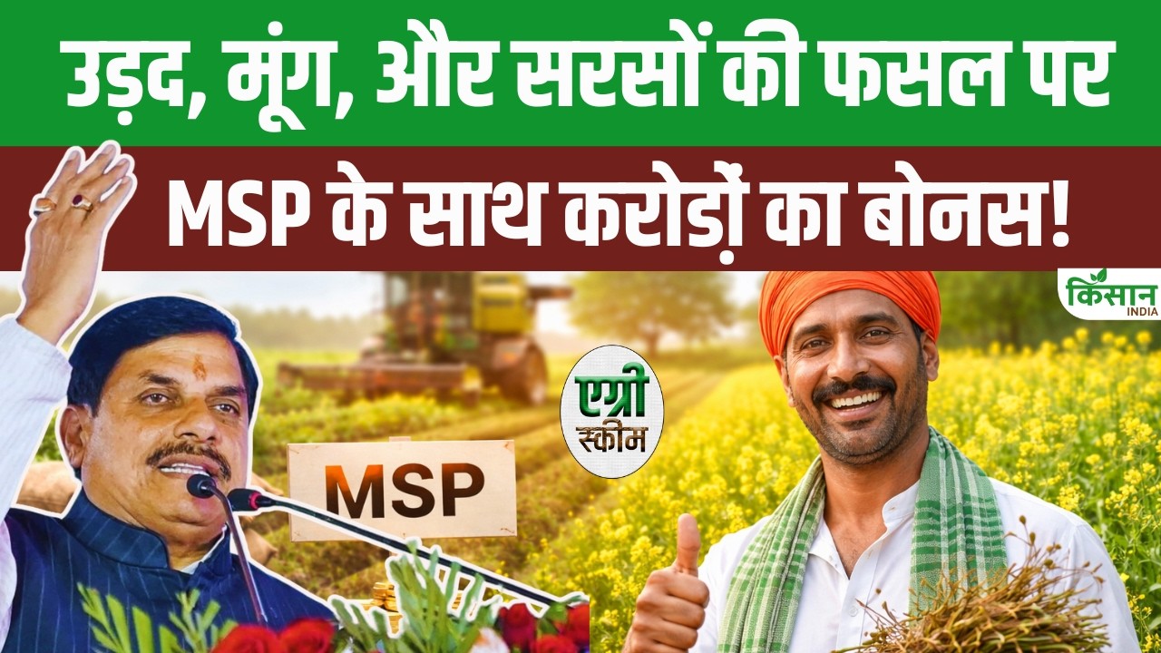 Cm Mohan Yadav Said Over Rs 600 Bonus Along With Msp For Mustard Purchase And Major Update On Bhavantar Yojana
