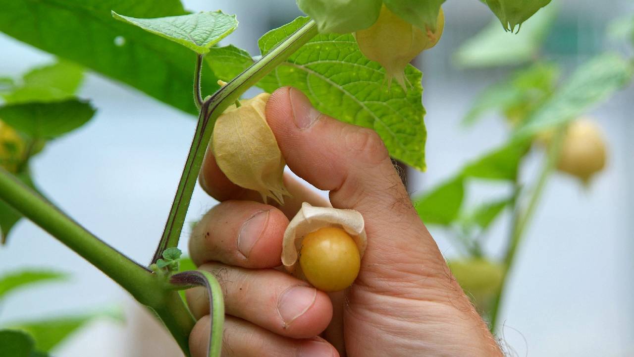 Rasbhari Farming India Low Cost Cultivation High Profit Ground Cherry Farmers Income