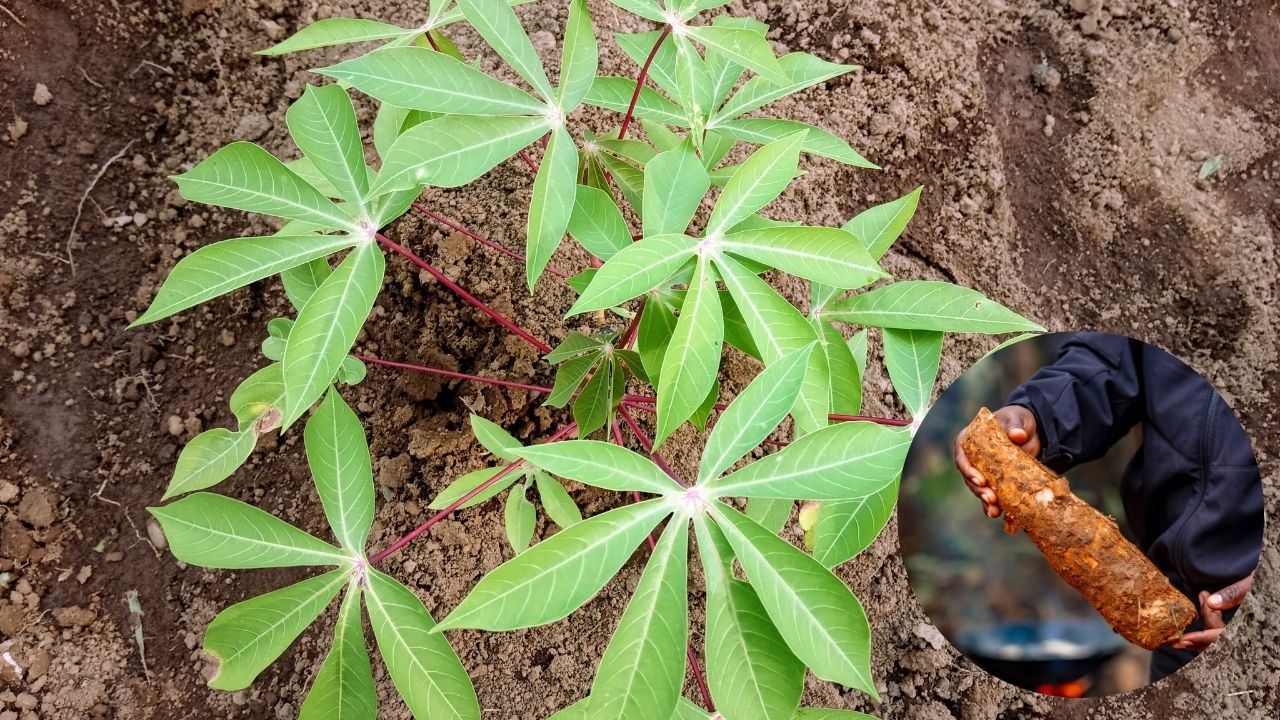 Congress Mla Haddev Singh Laddi Sherowalia Started Cassava Farming In Jalandhar Punjab