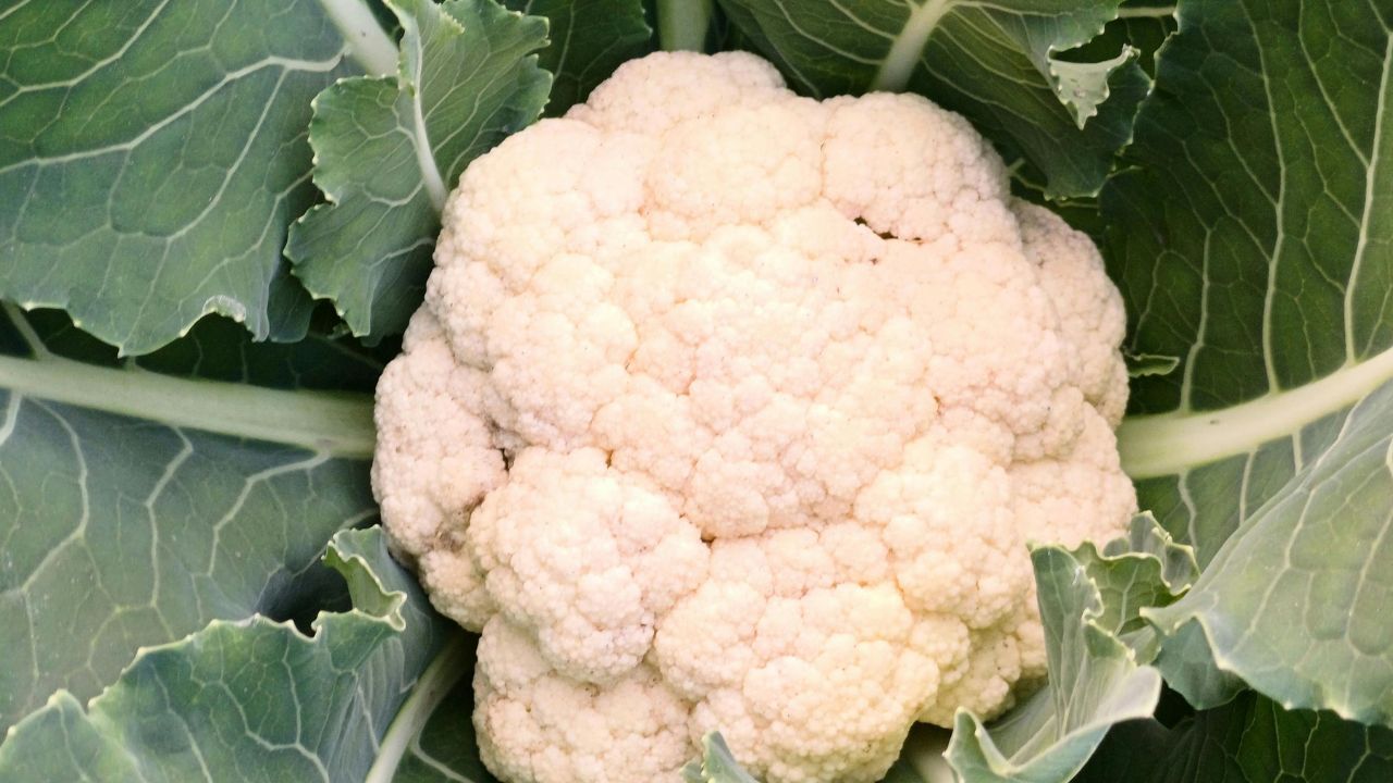 Phool Gobhi Ki Kheti Fuzziness Problem Due To Rising Temperature In Cauliflower Farming