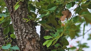 Tip Of The Day: आज लगाया ये पेड़ तो बुढ़ापे में मिलेंगे करोड़ों! 15 साल में बदल जाएगी किस्मत, सरकार दे रही सपोर्ट