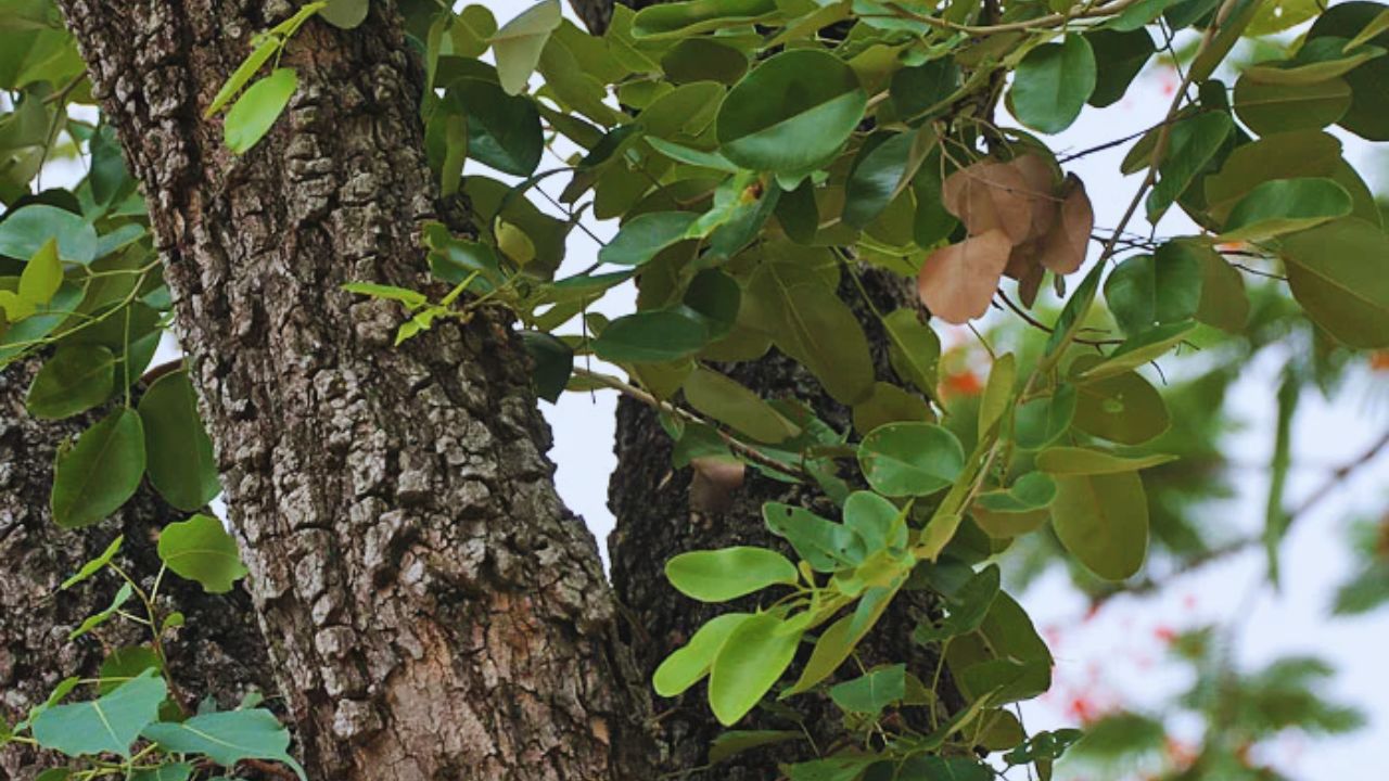 Rural Business Ideas Chandan Ki Kheti Me Munafa Sandalwood Farming Guide In Hindi