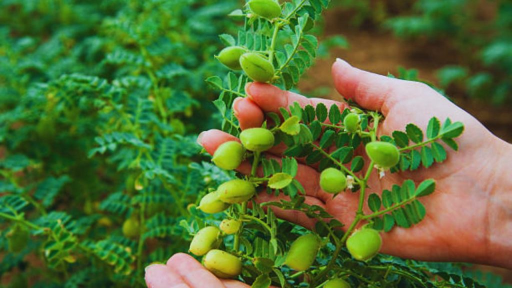 कीट प्रकोप बढ़ने पर इमिडक्लोरोपिड का छिड़काव (1 मिलीलीटर प्रति लीटर पानी) 20 दिन के अंतराल पर दो बार किया जा सकता है. पहली बार जैविक और दूसरी बार रासायनिक दवा से लगभग 90% तक नियंत्रण संभव है.
