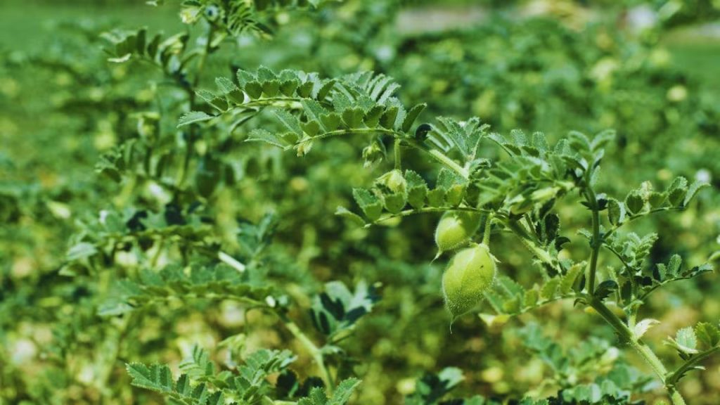 खेत में नमी बनी रहे, लेकिन जलजमाव न हो. जरूरत के अनुसार हल्की सिंचाई करें. सूक्ष्म पोषक तत्वों का छिड़काव दानों के भराव को बेहतर बनाता है और पौधों को मजबूत करता है, जिससे कीटों का प्रकोप कम होता है.