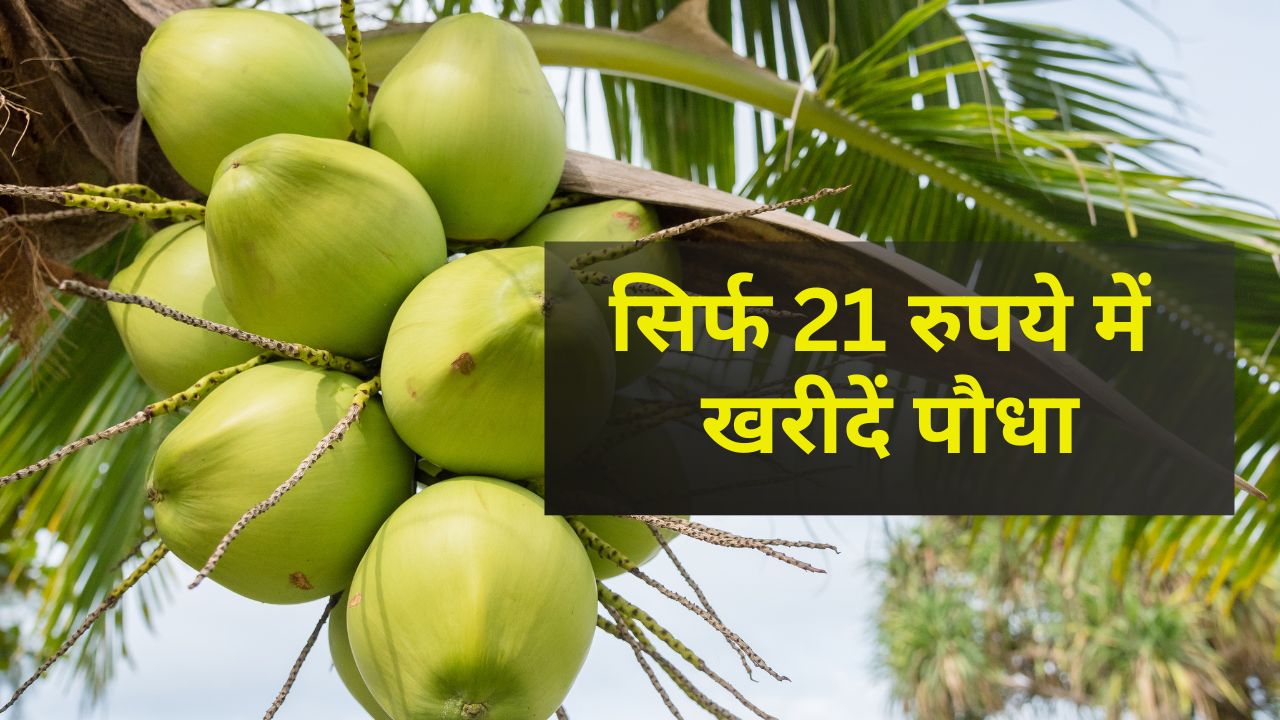 Budget 2026 Coconut Promotion Scheme 75 Percent Subsidy Nariyal Plant Distribution Bihar Farmers Income Boost
