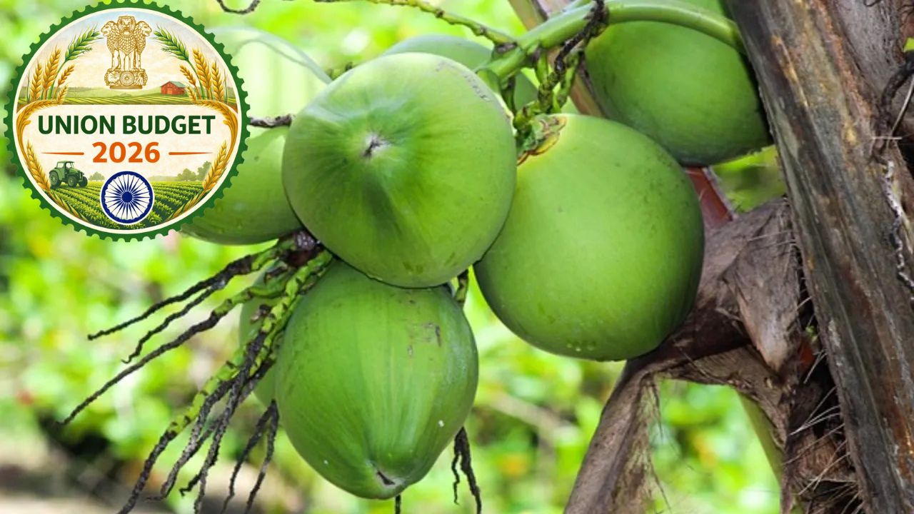 Budget 2026 Central Government Gave Gift To Coconut Farmers Make Coconut Cultivation Scheme