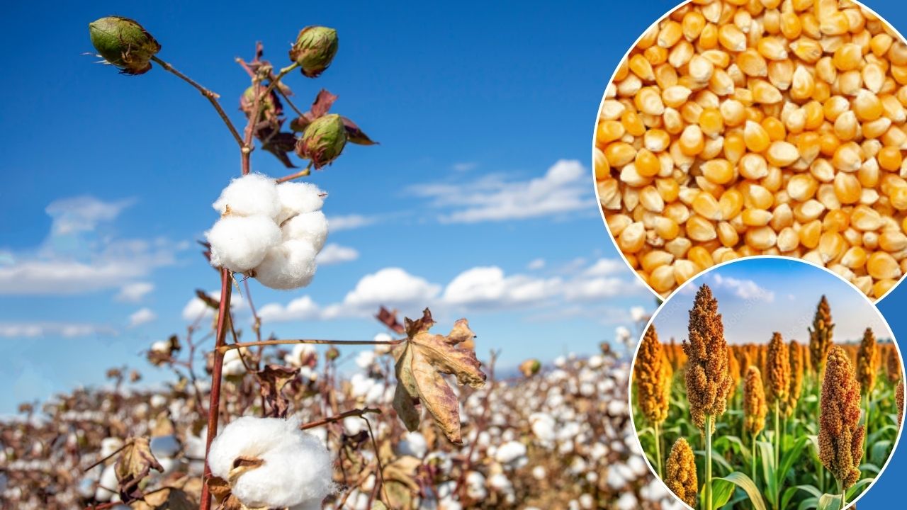 Congress Leader Randeep Surjewala Said India Us Deal Put Farmers Interests At Stake And Sorghum Maize Cotton Farmers Future Into Dark