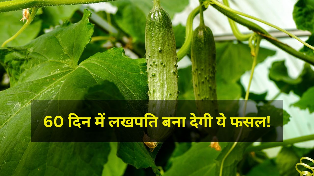 Todays Insights Cucumber Farming Guide In Hindi Potato Loss Recovery Summer Farming Tips Kheere Ki Kheti Me Munafa