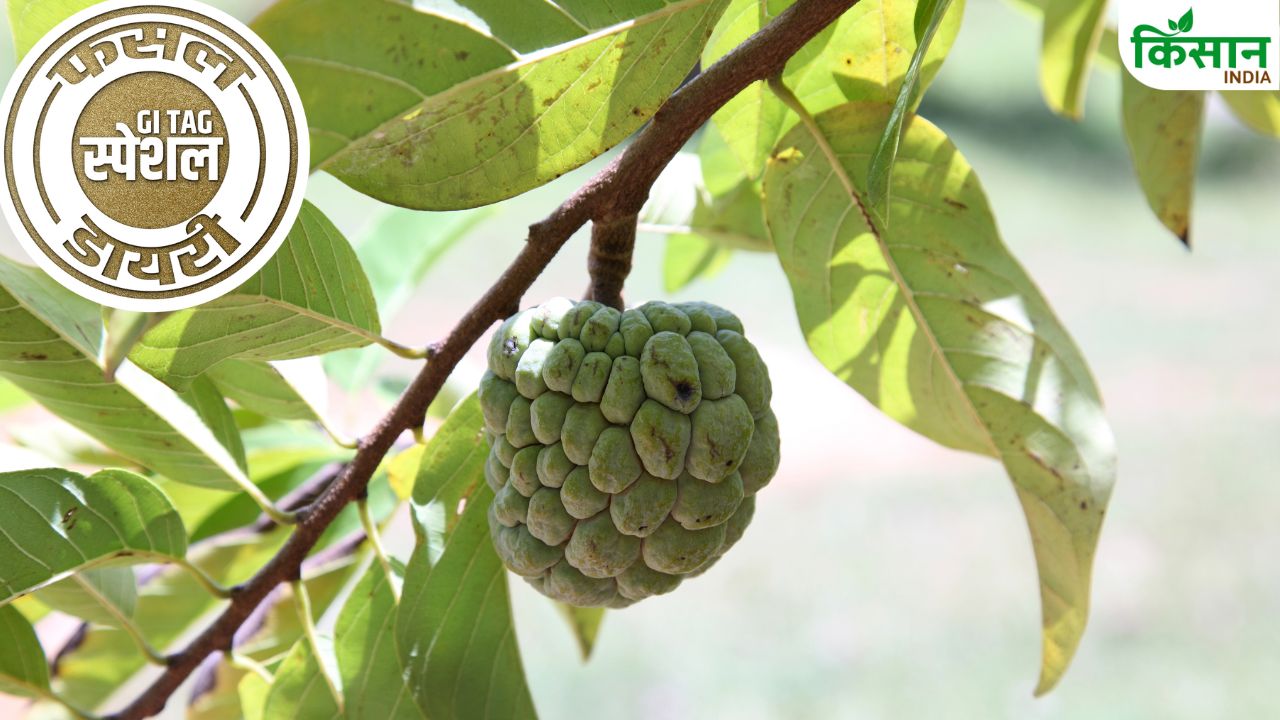 पूरी दुनिया में मशहूर है बीड का सीताफल, फरवरी-मार्च में होती है बुवाई.. इन देशों में है भारी डिमांड
