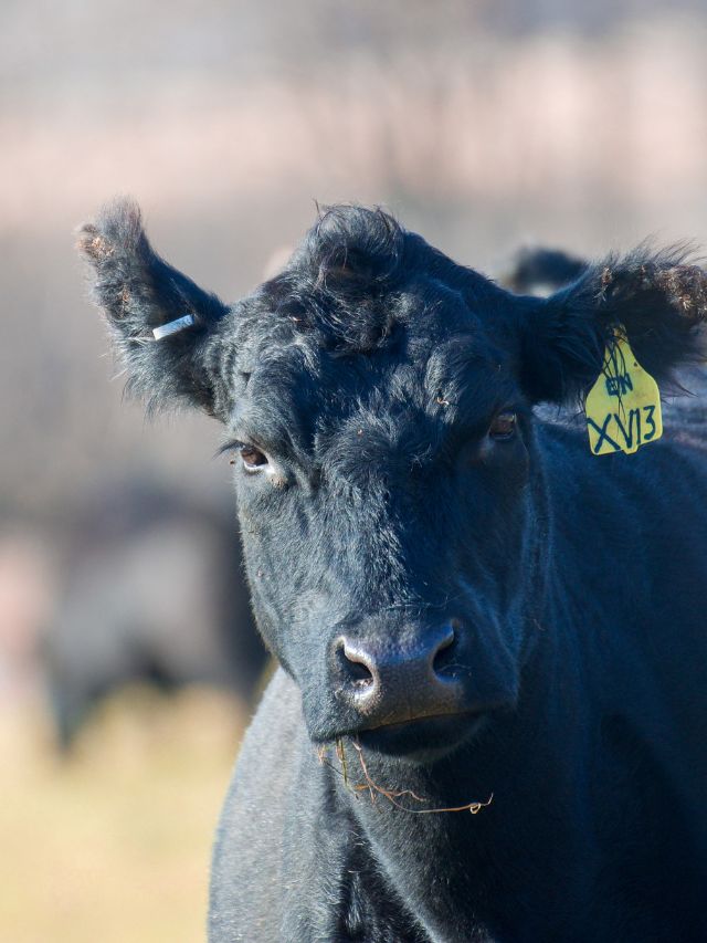 गाय-भैंस की सेहत और दूध दोनों बढ़ेंगे, बस अपनाएं ये देसी तरीका!
