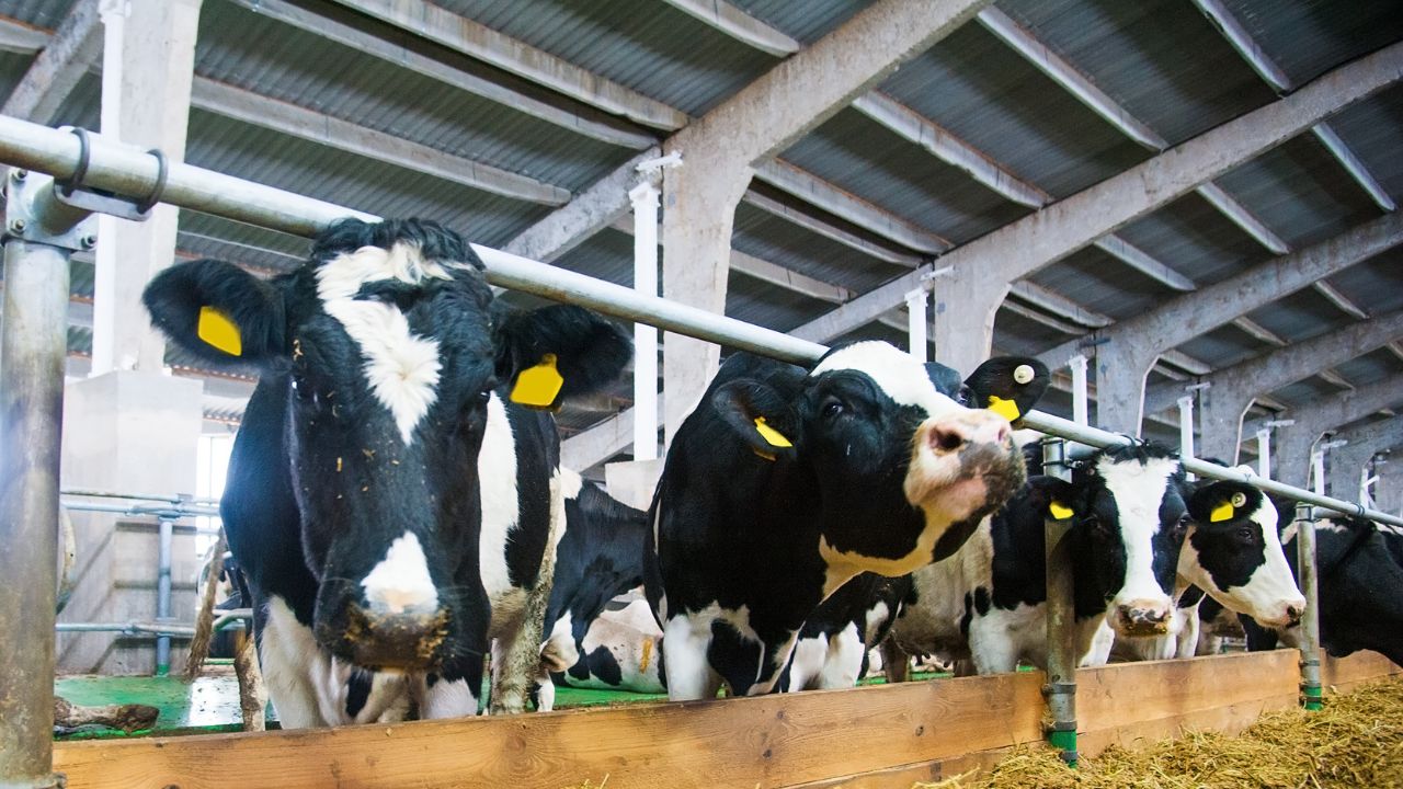 Tip Of The Day: बछिया बड़ी हो गई, फिर भी नहीं दे रही बच्चा? किसानों की ये बड़ी गलती हो सकती है वजह!