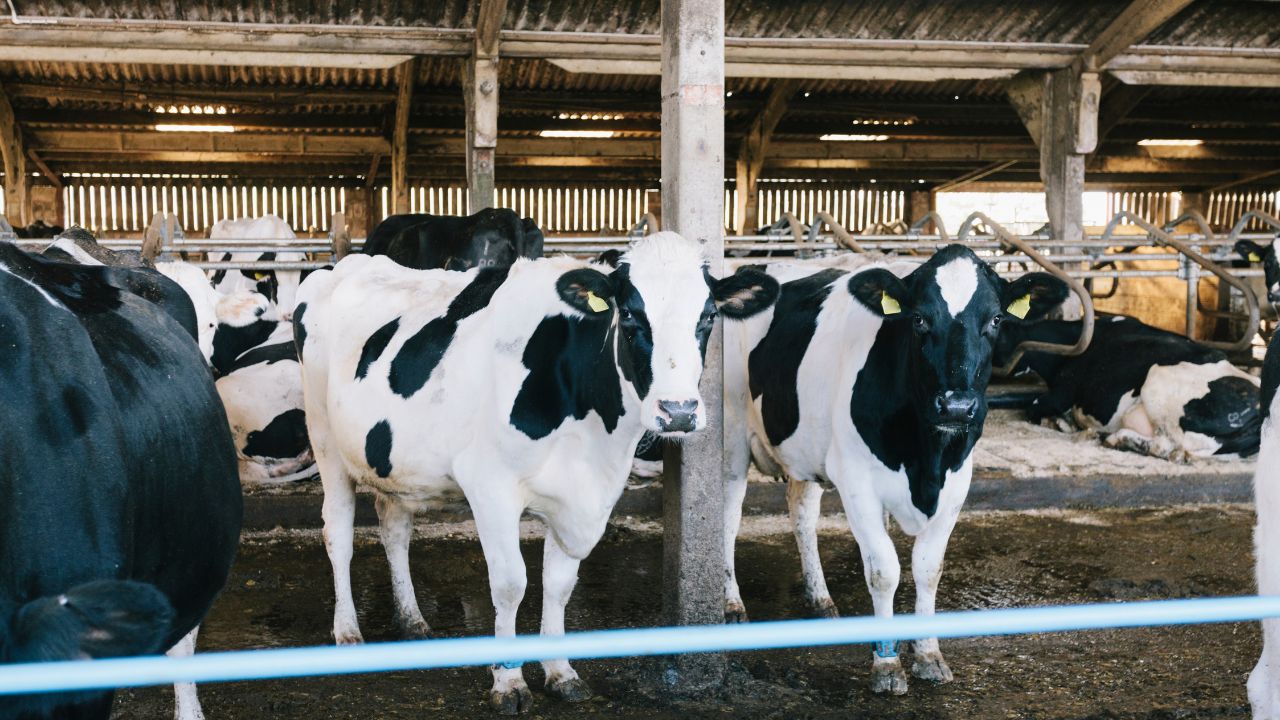 Animal Husbandry Tips Cow Buffalo Infertility Causes Treatment Pashupalan Guide In Hindi