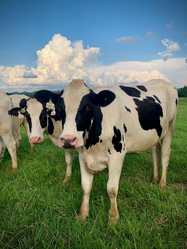 गर्मी में नहीं घटेगा दूध, बस पशुपालक अपनाएं डाइट का ये फॉर्मूला