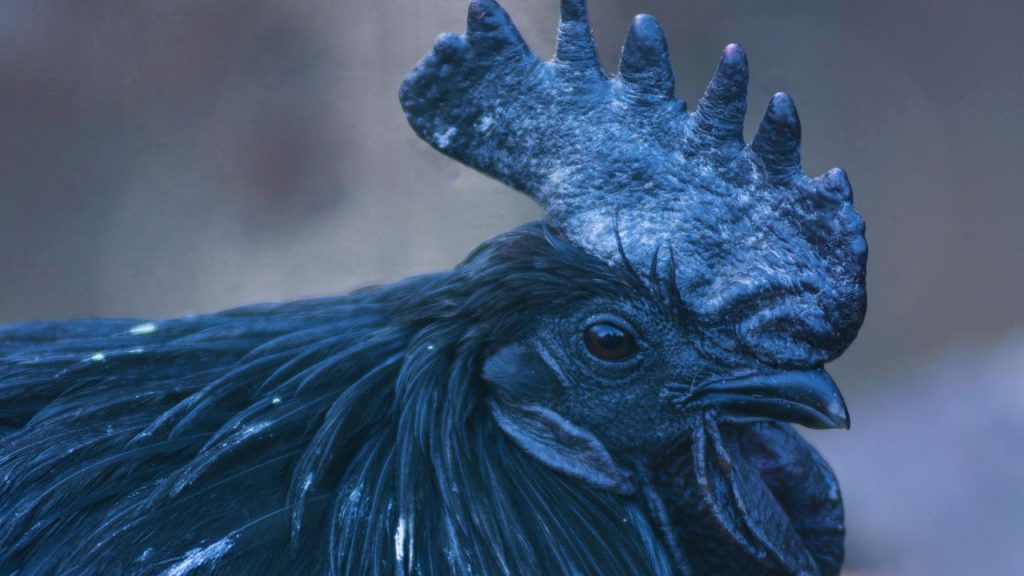 कड़कनाथ मुर्गी भारत की सबसे खास देसी नस्ल मानी जाती है, जो मुख्य रूप से मध्य प्रदेश और छत्तीसगढ़ के ग्रामीण इलाकों में पाई जाती है. इसकी पहचान इसका पूरे शरीर का काला या ग्रे-काला रंग है, जिसमें त्वचा, हड्डियां और अधिकांश अंग भी काले रंग के होते हैं.