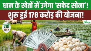 छत्तीसगढ़ में मखाना विकास योजना शुरू, किसानों की आमदनी बढ़ाने के लिए 178 करोड़ रुपये की बड़ी पहल