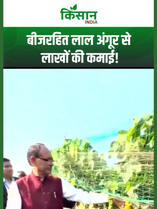 Seedless Grapes की खेती से लाखों की कमाई, प्रति एकड़ 15 टन उत्पादन की पूरी जानकारी