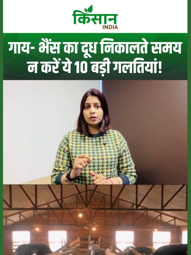 हर पशुपालक के लिए जरूरी जानकारी, थनों की सफाई, सही मिल्किंग का जानें तरीका