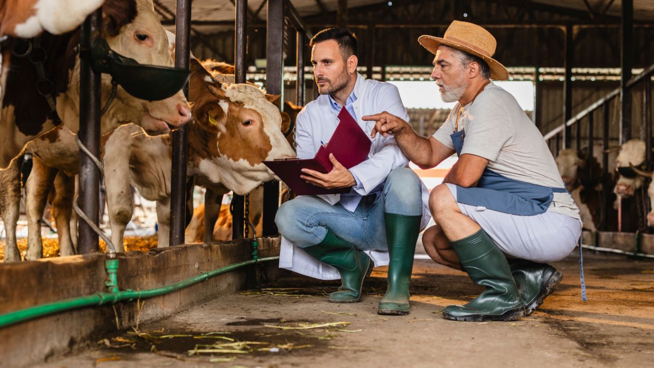 Do Not Ignore Diarrhea And Fever In Animals As These Can Be Signs Of A Serious Infection