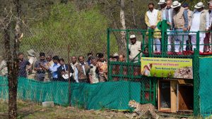 Cheetah Project: भारत में तेजी से बढ़ रहे चीते, कूनो पहुंचे 9 नए मेहमान.. अब इतनी हो गई संख्या