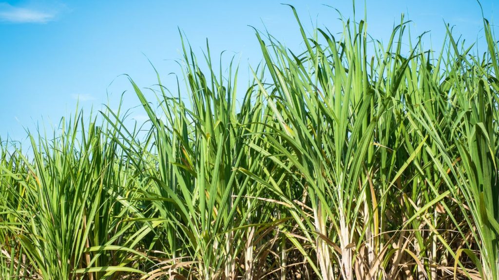 मुख्य पौधों को जो कीट से प्रभावित हो गए हैं, उन्हें खेत से पूरी तरह हटा दें. इसे खेत से दूर लेकर जला या किसी सुरक्षित जगह पर फेंक दें. ऐसा करने से कीट आगे अन्य स्वस्थ पौधों तक नहीं पहुंच पाएगा. यह सबसे प्रभावी तरीका है. मुख्य पौधों को जो कीट से प्रभावित हो गए हैं, उन्हें खेत से पूरी तरह हटा दें. इसे खेत से दूर लेकर जला या किसी सुरक्षित जगह पर फेंक दें. ऐसा करने से कीट आगे अन्य स्वस्थ पौधों तक नहीं पहुंच पाएगा. यह सबसे प्रभावी तरीका है.