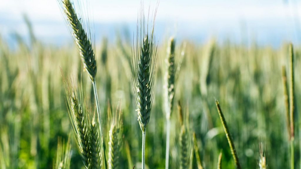 यदि मौसम अनुकूल रहा तो अप्रैल के पहले सप्ताह से कटाई शुरू हो सकती है. ऐसे में किसान अभी से मशीन, मजदूर और भंडारण की तैयारी कर लें. सही समय पर सिंचाई और पोषण प्रबंधन से इस बार बेहतर उत्पादन और अच्छी गुणवत्ता का गेहूं प्राप्त किया जा सकता है. यदि मौसम अनुकूल रहा तो अप्रैल के पहले सप्ताह से कटाई शुरू हो सकती है. ऐसे में किसान अभी से मशीन, मजदूर और भंडारण की तैयारी कर लें. सही समय पर सिंचाई और पोषण प्रबंधन से इस बार बेहतर उत्पादन और अच्छी गुणवत्ता का गेहूं प्राप्त किया जा सकता है.