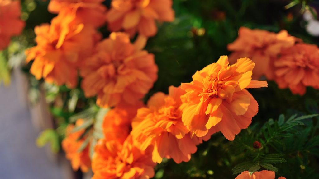 गेंदे के फूल उगाने में सबसे अहम भूमिका बीज की होती है. हमेशा स्वस्थ और प्रमाणित बीज ही चुनें. टैगेट्स किस्म कम देखभाल में भी अच्छी तरह फूल देती है, कैलेंडुला अपने चमकीले पीले-नारंगी रंग के लिए जाना जाता है, जबकि लेमन मैरीगोल्ड हल्के पीले रंग और खुशबू के लिए पसंद किया जाता है. सही बीज चुनने से पौधा जल्दी बढ़ता है और फूल ज्यादा आते हैं.