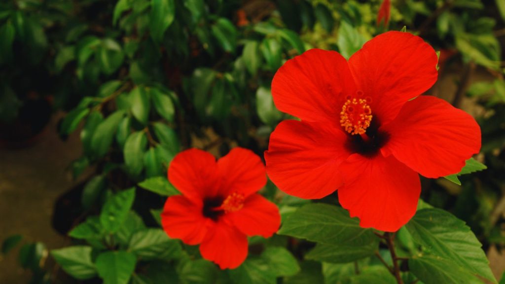 छोटी मकड़ियां पत्तियों के नीचे जाला बनाकर रस चूसती हैं, जिससे पत्तियां पीली होकर सूखने लगती हैं. नियमित पानी का छिड़काव और जरूरत पड़ने पर डायकोफोल दवा का इस्तेमाल इस समस्या को काफी हद तक नियंत्रित कर सकता है.