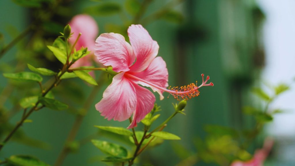 अगर गुड़हल की बढ़वार अचानक रुक जाए और पौधा बिना वजह गिरने लगे, तो यह जड़ सड़न रोग हो सकता है. इस स्थिति में जड़ें काली होकर सड़ने लगती हैं. शुरुआती लक्षण दिखते ही कार्बेन्डाजिम को पानी में मिलाकर मिट्टी में डालना बेहद असरदार उपाय है.