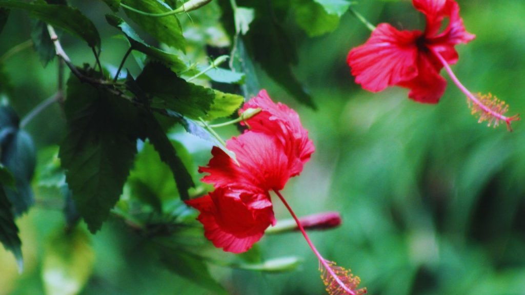 गुड़हल के पौधे को कीट और रोगों से बचाने के लिए सही धूप, संतुलित पानी, समय-समय पर कटाई और साफ-सफाई बेहद जरूरी है. शुरुआती लक्षणों को नजरअंदाज न करें, क्योंकि समय पर की गई छोटी देखभाल पौधे को बड़े नुकसान से बचा सकती है. 