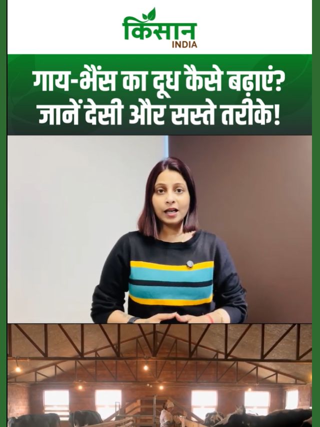गाय-भैंस का दूध कैसे बढ़ाएं? डेयरी में मुनाफा बढ़ाने के 7 आसान तरीके