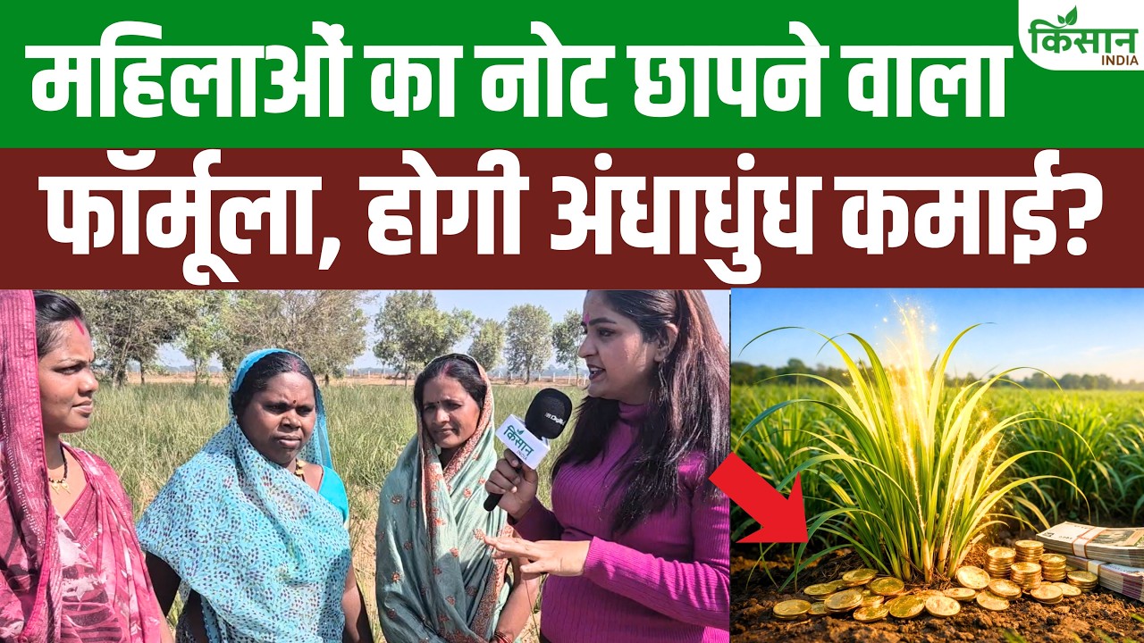 Once Considered Useless Khas Grass Red Gold Chhattisgarh Women Transformed Their Economic Fortunes