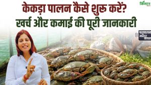 केकड़ा पालन कैसे शुरू करें, कम निवेश में ज्यादा मुनाफा देने वाला शानदार और टिकाऊ बिजनेस प्लान केकड़ा पालन कैसे शुरू करें, कम निवेश में ज्यादा मुनाफा देने वाला शानदार और टिकाऊ बिजनेस प्लान