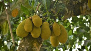 कटहल के छोटे फल बार-बार गिर रहे हैं? फरवरी-मार्च में बस ये 3 उपाय करें, दोगुना होगा उत्पादन!